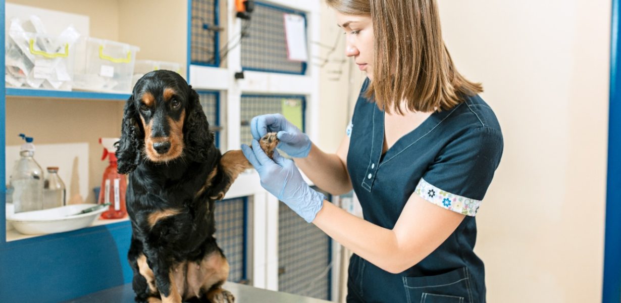 UniFTC abre inscrições para professor de Medicina Veterinária em Feira de Santana