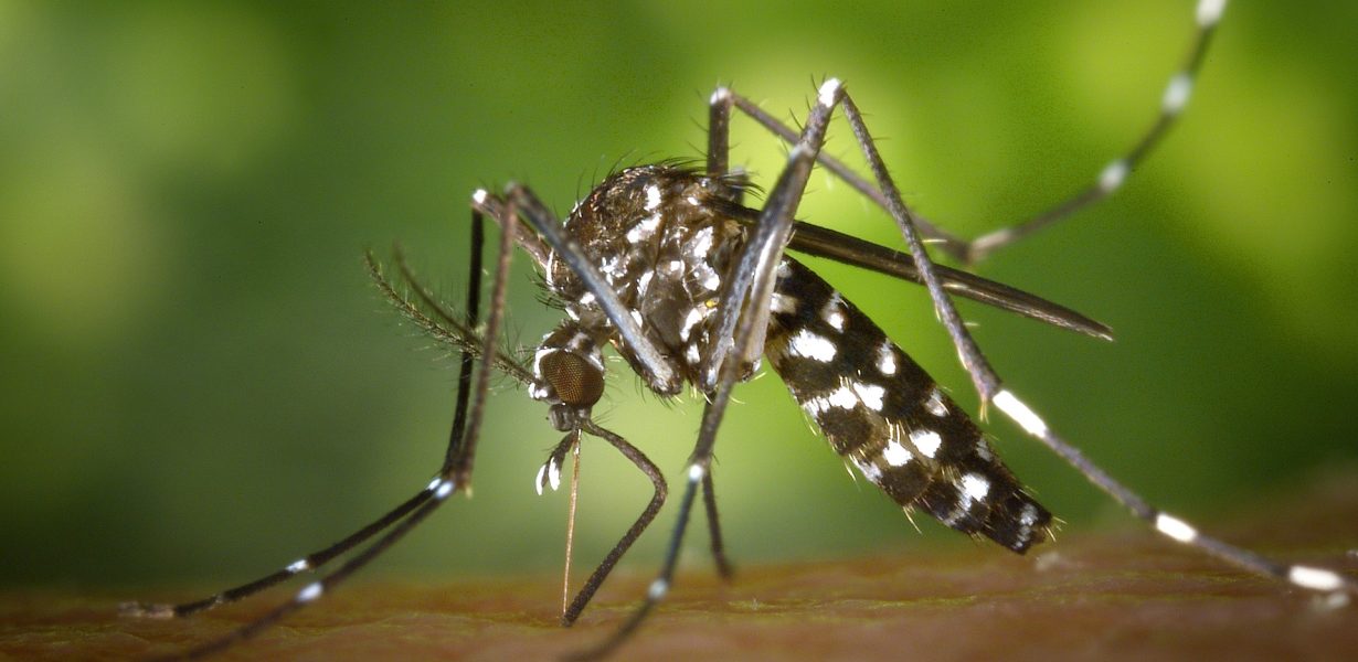 Curso de extensão estimula pesquisa sobre combate ao Aedes Aegypti e ao Barbeiro
