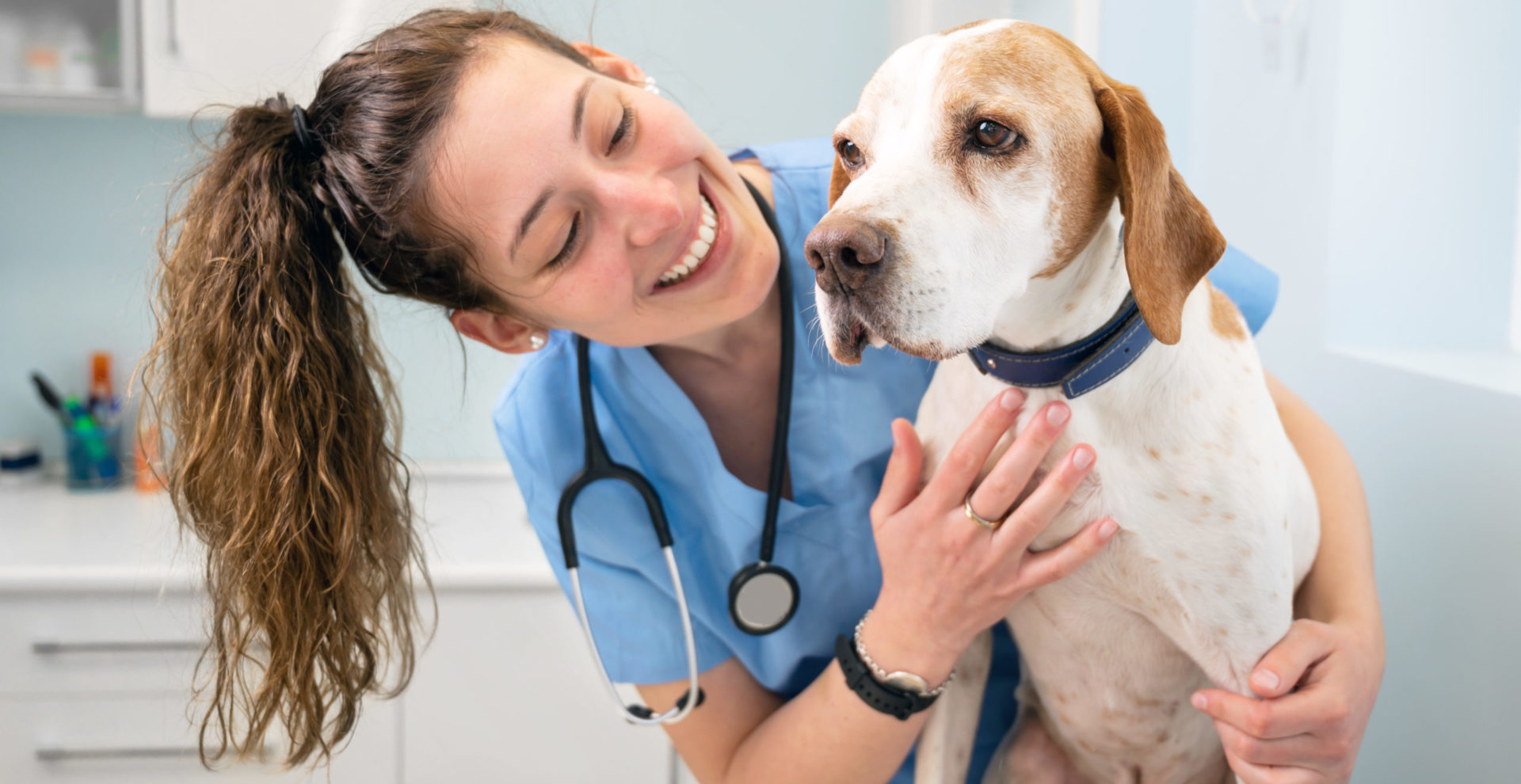 Marcas  Cavalos, Medicina veterinária, Animais de estimação