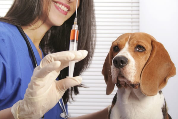 Clínica-escola de Medicina Veterinária da UniFTC Vitória da Conquista será ponto de vacinação da Campanha Antirrábica