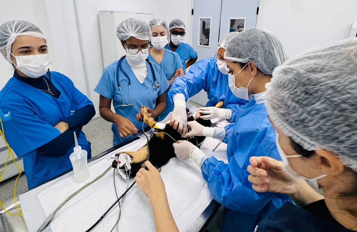 UniFTC realiza Outubro Rosa Pet com atendimentos gratuitos